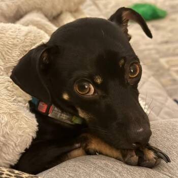 Rat Terrier Dogs Available for Adoption in Houston, Texas - Luann | PetCurious