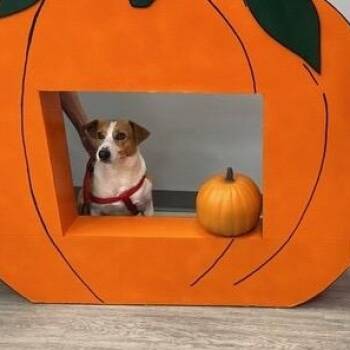 Shepherd Dogs Available for Adoption - Precious | PetCurious