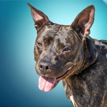Rescue Pit Bull Terrier and Mixed Breed Dogs for Adoption in St. Louis, Missouri - PRECIOUS | PetCurious