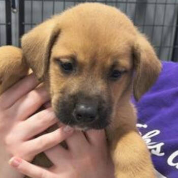 Rescue Boxer and Hound Dogs for Adoption in Muscatine, Iowa - Minnat | PetCurious