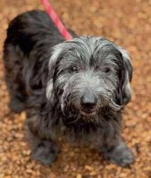 Tibetan Terrier Dogs Available for Adoption in Sudbury, Massachusetts - Zoro | PetCurious