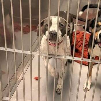Rainy -  Mixed Breed Dog for Adoption in Davenport, Iowa - Rainy | PetCurious