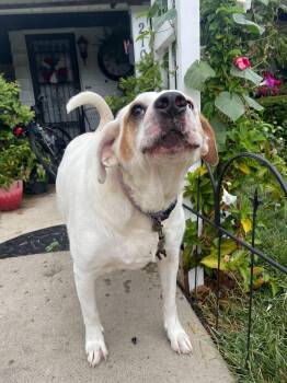 Rescue Labrador Retriever Dogs for Adoption in Evans City, Pennsylvania - Piggy | PetCurious
