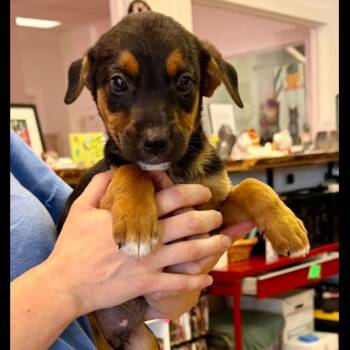Olaf -  Labrador Retriever Dog for Adoption in Semmes, Alabama - Olaf | PetCurious