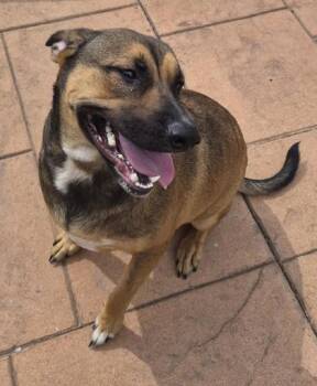 Tipper -  German Shepherd Dog and Mixed Breed Dog for Adoption in Shreveport, Louisiana - Tipper | PetCurious