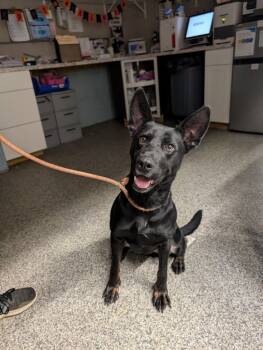 Rescue German Shepherd Dog and Mixed Breed Dogs for Adoption in Blountville, Tennessee - Centry | PetCurious