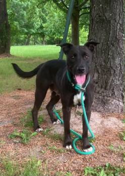 Pit Bull Terrier Dogs Available for Adoption in Springfield, Illinois - Candy | PetCurious