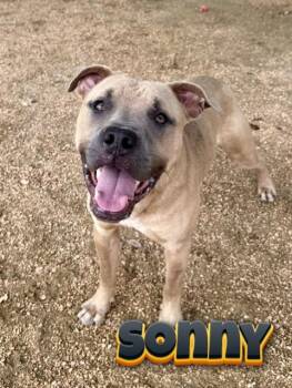 American Staffordshire Terrier Dogs Available for Adoption in Boerne, Texas - Sonny | PetCurious