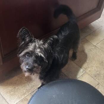 Scottish Terrier Dogs Available for Adoption in Oklahoma City, Oklahoma - Poppi | PetCurious