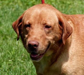 Colt -  Yellow Labrador Retriever Dog for Adoption in Millfield, Ohio - Colt | PetCurious