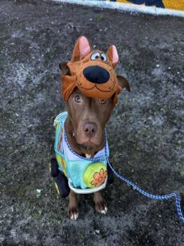 Rescue Mixed Breed Dogs for Adoption in Jacksonville, Florida - SCRAPPY DOO | PetCurious