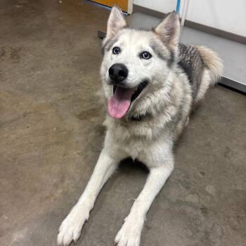 Yukon (Onyx) -  Siberian Husky Dog for Adoption in Ottawa, Kansas - Yukon (Onyx) | PetCurious