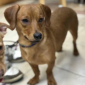 Olly -  Dachshund and Mixed Breed Dog for Adoption in Eureka Springs, Arkansas - Olly | PetCurious
