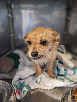 Terrier Dogs Available for Adoption - Wisps | PetCurious