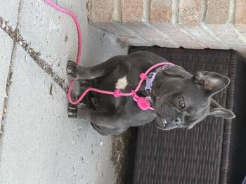 Belle -  French Bulldog Dog for Adoption in Severance, Colorado - Belle | PetCurious