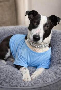 Corgi and Border Collie Dogs Available for Adoption - Ollie | PetCurious