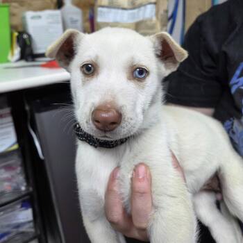 Tavia -  Husky Dog for Adoption in Fargo, North Dakota - Tavia | PetCurious
