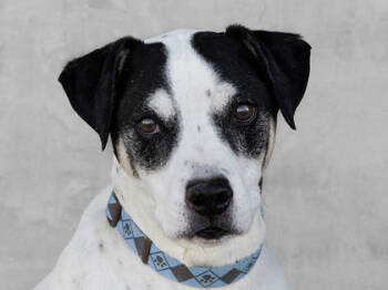 Rescue Mixed Breed Dogs for Adoption in Longmont, Colorado - Coach | PetCurious