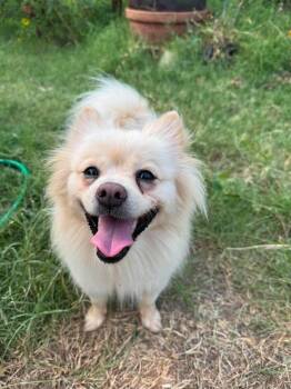 Bella -  Pomeranian Dog for Adoption in Shawnee, Oklahoma - Bella | PetCurious