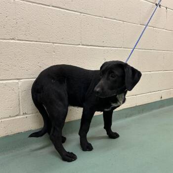 America -  Mixed Breed Dog for Adoption in Memphis, Tennessee - America | PetCurious