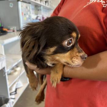 Kiki -  Mixed Breed Dog for Adoption in Leander, Texas - Kiki | PetCurious