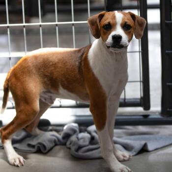 Britches (JY26-122) -  Mixed Breed Dog for Adoption in Peyton, Colorado - Britches (JY26-122) | PetCurious