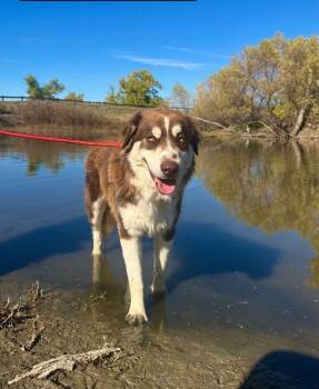 Rescue Australian Shepherd and Mixed Breed Dogs for Adoption in Boulder, Colorado - Dragon | PetCurious