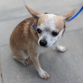 Oscar -  Chihuahua Dog for Adoption in Lenexa, Kansas - Oscar | PetCurious