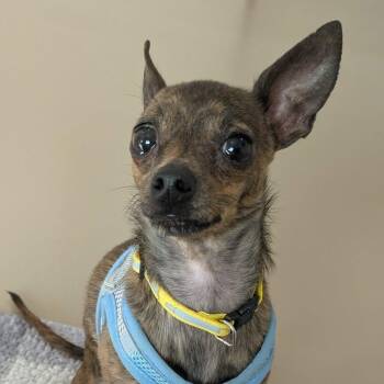 Bug -  Chihuahua Dog for Adoption in Oakville, Ontario - Bug | PetCurious