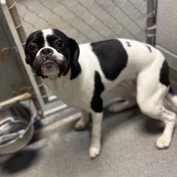 SIENNA -  Boston Terrier and Pug Dog for Adoption - SIENNA | PetCurious