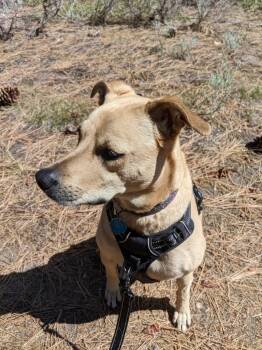 Rescue Pit Bull Terrier Dogs for Adoption in Carson City, Nevada - Tia | PetCurious