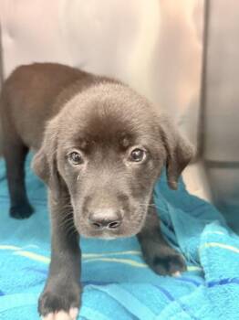 Phoebus (watson) -  Labrador Retriever Dog for Adoption in Mobile, Alabama - Phoebus (watson) | PetCurious