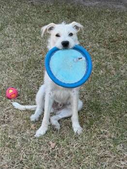 Golden Retriever and Miniature Schnauzer Dogs Available for Adoption - Fin | PetCurious