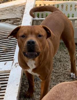 Rhodesian Ridgeback and Bulldog Dogs Available for Adoption in Lexington, Mississippi - Lil Man | PetCurious