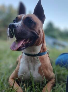 Rescue Boxer Dogs for Adoption in Prattville, Alabama - Bubby 39692 | PetCurious