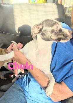 Chula -  Chihuahua and Terrier Dog for Adoption in Council Bluffs, Iowa - Chula | PetCurious