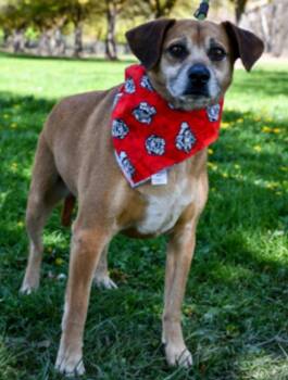 Chihuahua and Mixed Breed Dogs Available for Adoption in Vancouver, Washington - Sebastian | PetCurious