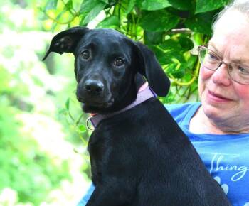 Jade -  Labrador Retriever Dog for Adoption in Willingboro, New Jersey - Jade | PetCurious