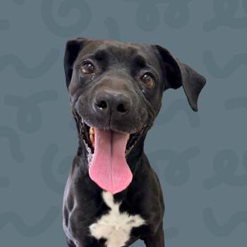 Roxy -  Black Labrador Retriever and Boxer Dog for Adoption in Reno, Nevada - Roxy | PetCurious