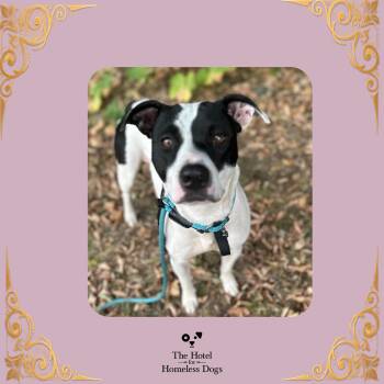 Nova -  Mixed Breed Dog for Adoption in Cumberland, Rhode Island - Nova | PetCurious