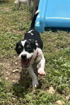 Chihuahua Dogs Available for Adoption - Crew | PetCurious