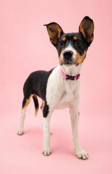 Luna -  Rat Terrier and Mixed Breed Dog for Adoption in Bowling Green, Kentucky - Luna | PetCurious