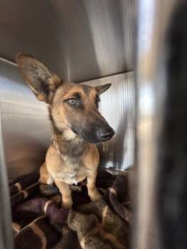 Rescue Shepherd and Mixed Breed Dogs for Adoption in Fort Worth, Texas - 59751989 | PetCurious