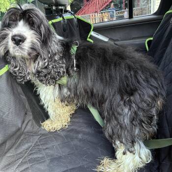 Zeus -  Cocker Spaniel Dog for Adoption in Lincoln University, Pennsylvania - Zeus | PetCurious