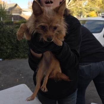 Peanut -  Mixed Breed Dog for Adoption in Klamath Falls, Oregon - Peanut | PetCurious