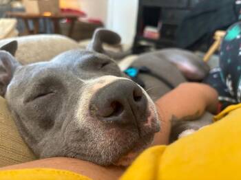 American Staffordshire Terrier Dogs Available for Adoption in Princeton, Massachusetts - Jaxx | PetCurious