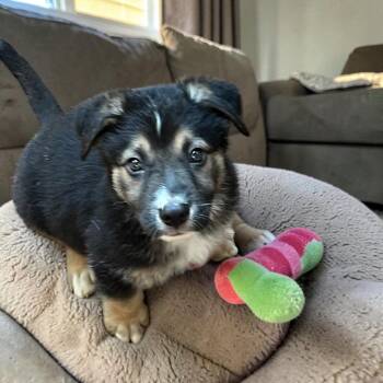 Alora -  Mixed Breed Dog Available for Adoption in Madison, Wisconsin - Alora | PetCurious
