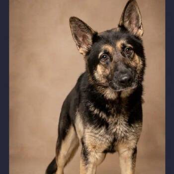 Henry 8394 -  German Shepherd Dog Dog for Adoption in Boca Raton, Florida - Henry 8394 | PetCurious
