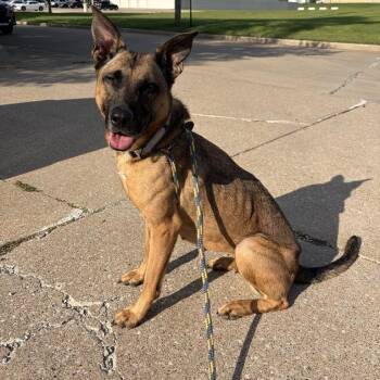 Mod Mullet -  Mixed Breed Dog for Adoption in Davenport, Iowa - Mod Mullet | PetCurious