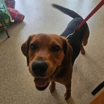 Moose -  Black And Tan Coonhound Dog for Adoption in Gloucester, Virginia - Moose | PetCurious